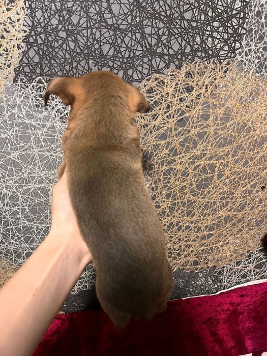 Продаётся щенок карликового пинчера