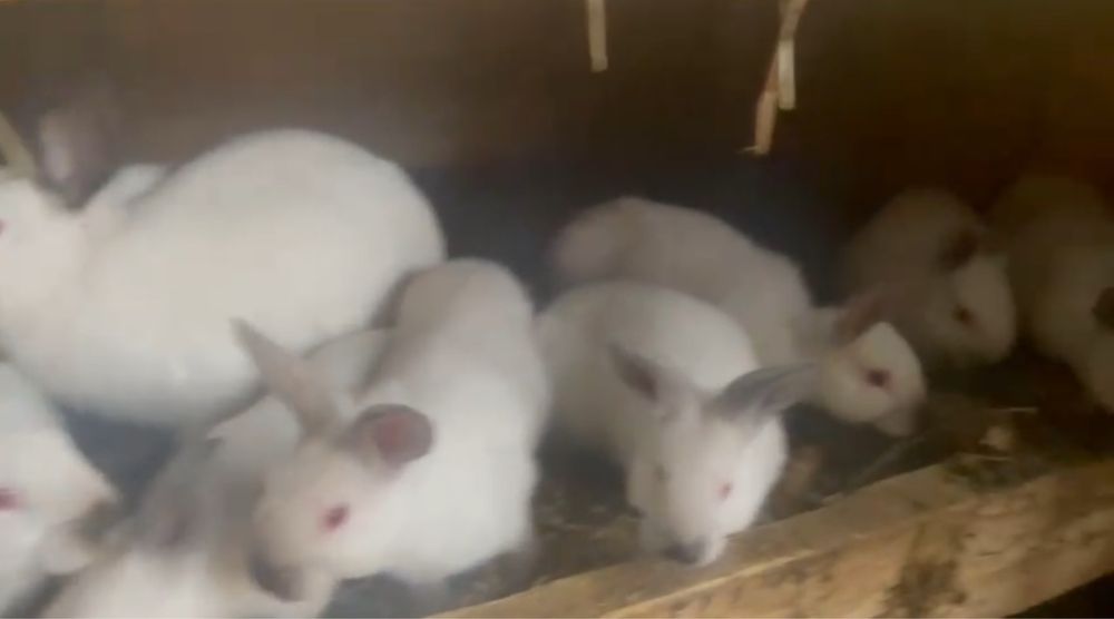 Iepuri diferite rase