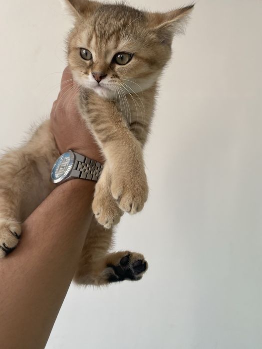 Бритиш шиншила сотилади