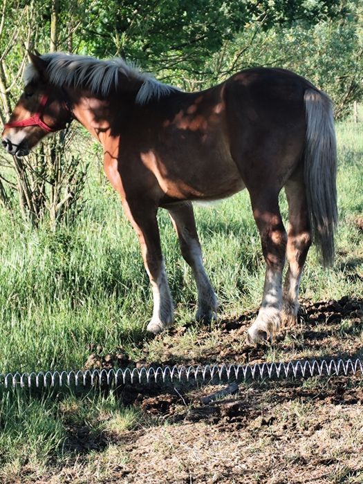 Mânz de un an vând sau schimb cu armasar până în 5 ani