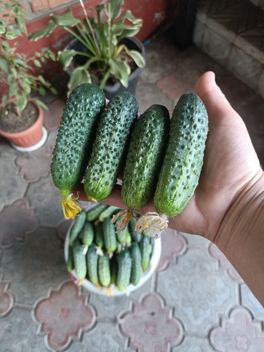 Продам огурцы домашние