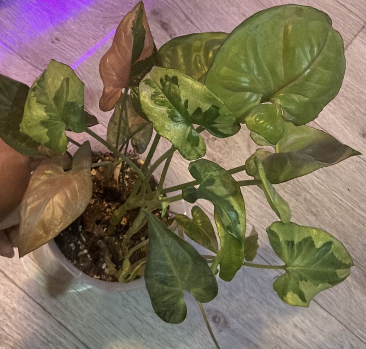 Аглаонема пинк мородок