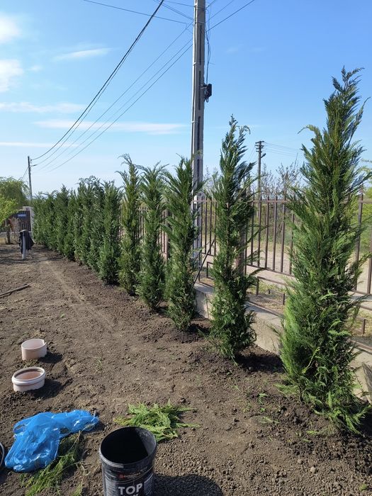 Gazon și sisteme irigații , Oferim factură și garanție