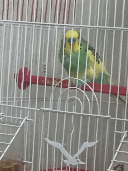 Волнистый попугай