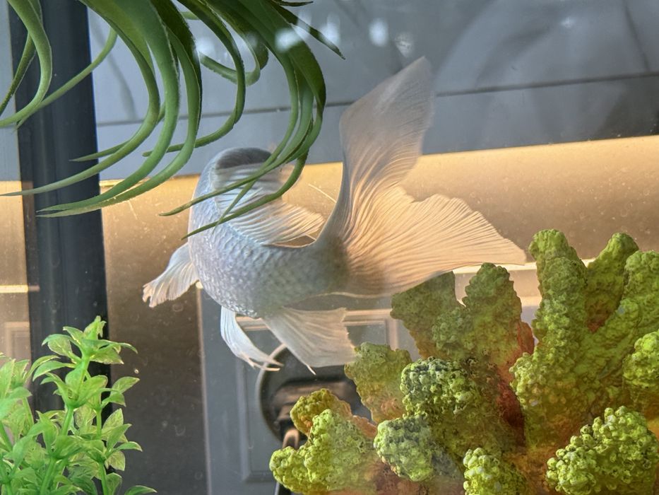 Koya baliq 100 min som рыба коя 100 тыс