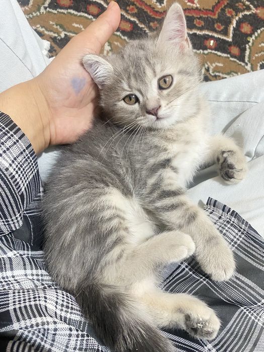 Zotor mushuk shelshela ikkalasi ham qiz bola zur mushuklar zeriktrmayd