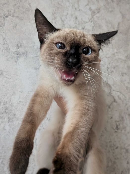 Сиамский котенок ищет дом!