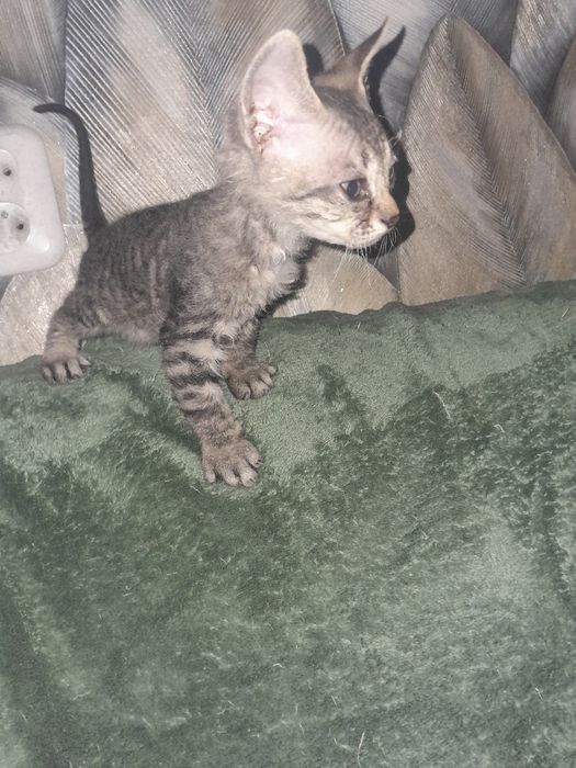 Велюровый свинкс