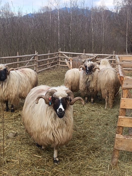 Berbeci  brezi de vânzare