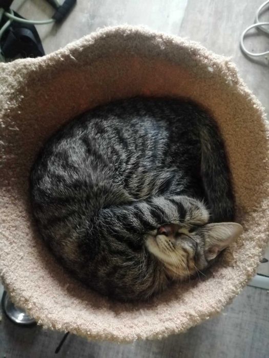 Три котета търсят дом