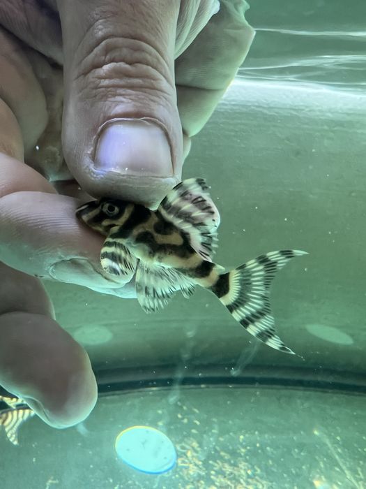 L333 gold,L333 albino,L401 ,L236 SW и SY