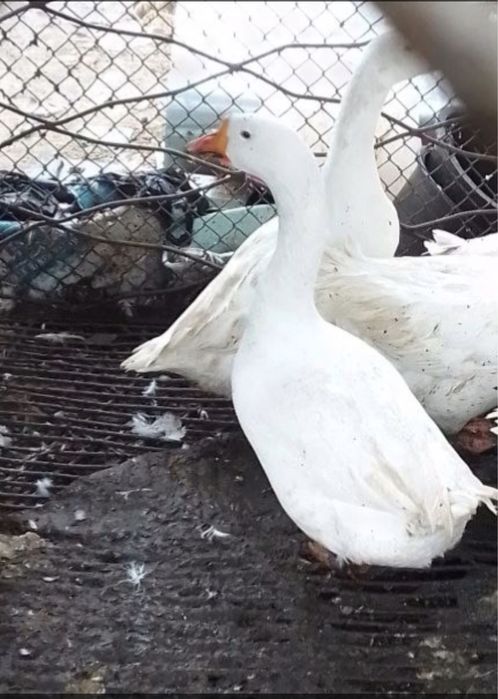 Гуси королевские, Линда, Датский мамут. G'ozlar
