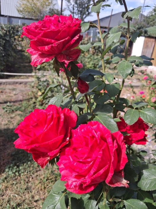 Продам домашние/садовые. Цветы.