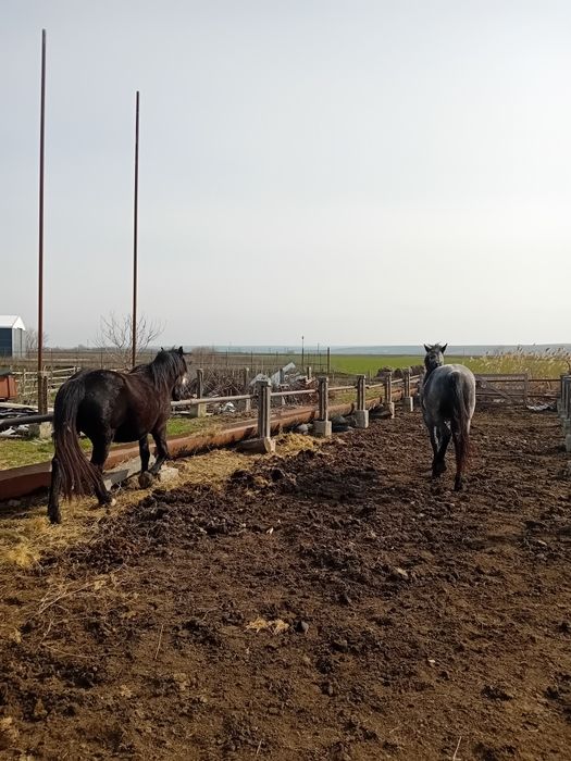 Armăsar metis de Lipitan + o iapa gestanta în 7 luni