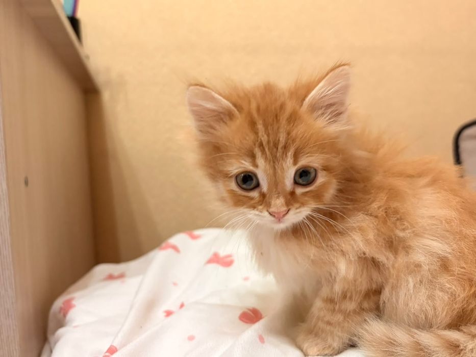 Отдам котенка в добрые руки!