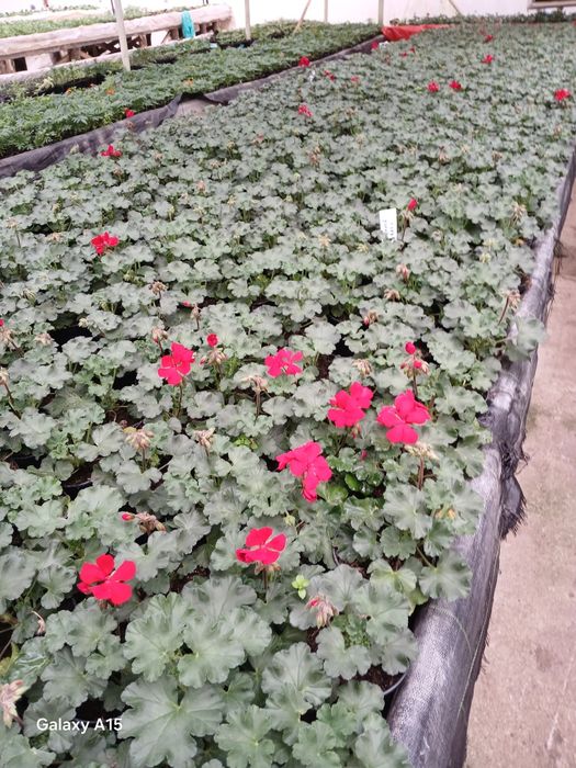 Vand flori de primavara