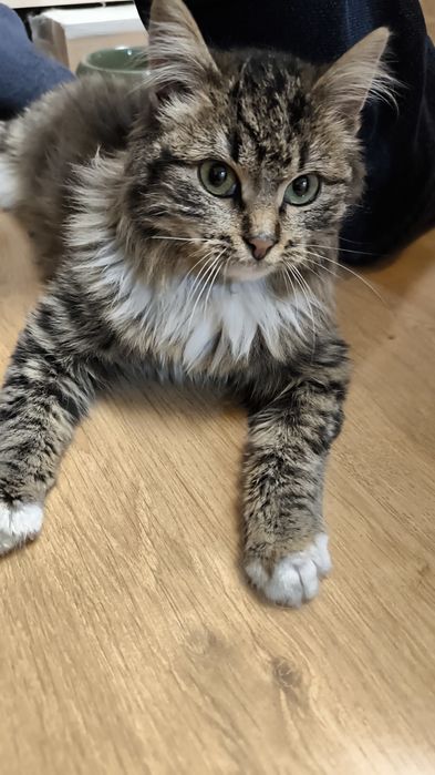 Кошка(котёнок). БЕСПЛАТНО