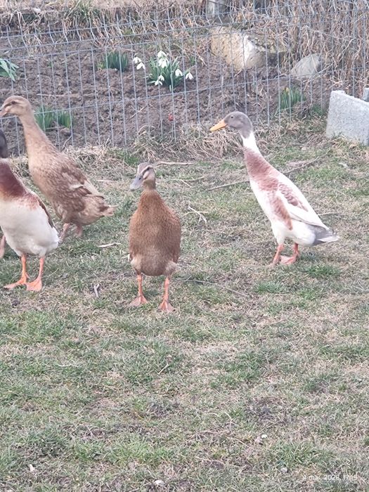 oua pentru incubat rate indiene pentru melci