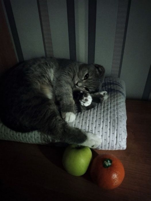 отдам кошечку в хорошие руки!!
