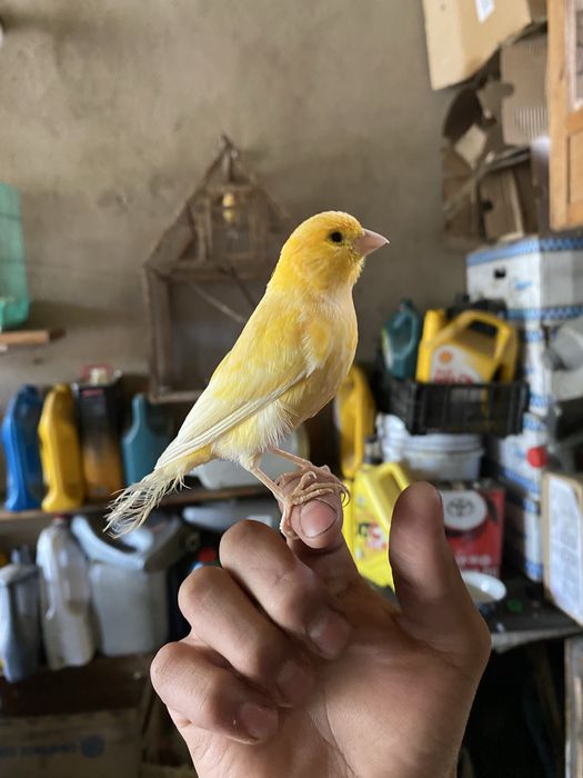 Продам канарейку ручной