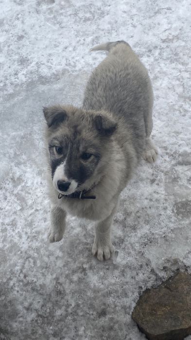 Щенок западносибирская лайка