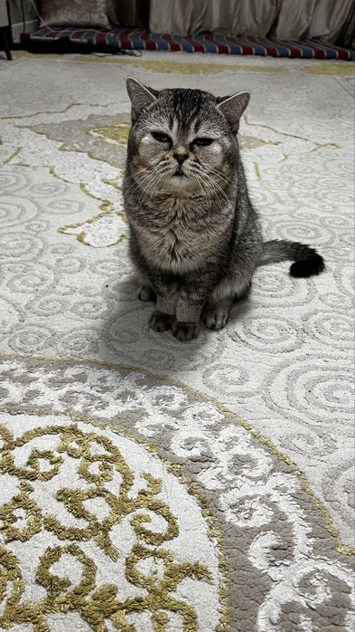 Кот британский вислоухий