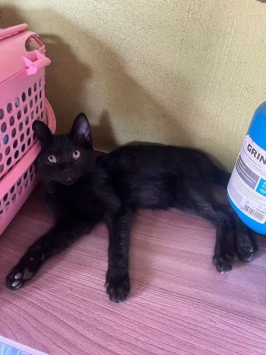 Отдам котенка в хорошие руки