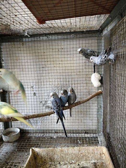 Продаются молодые и взрослые волнистые попугаи