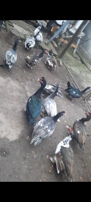 Rate lesesti ( 20 ratoi disponibili)