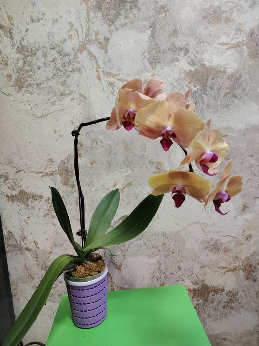 орхидеи по выгодной цене