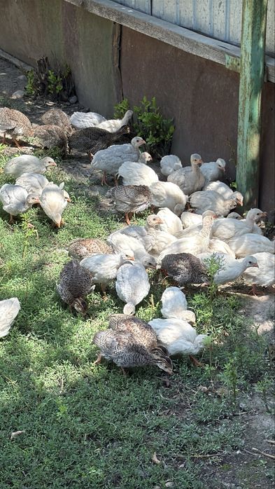 Цесарята цесарок цыплята куры цецарки