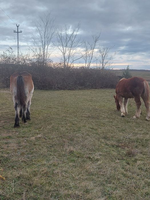 Se vand, manza sarga si murga .