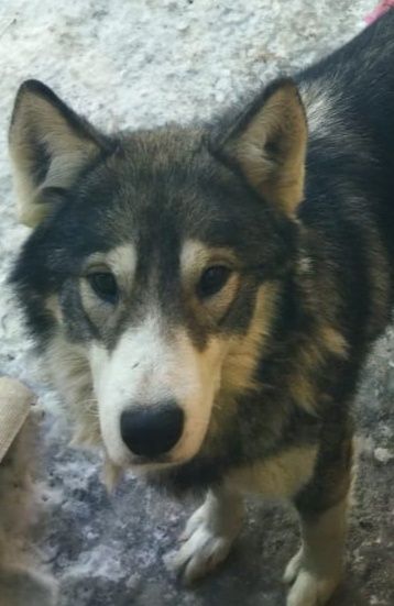 Продается сибирский хаски