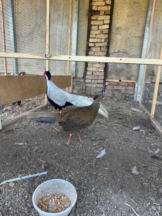 Продам серебристый фазан  пара  самка самец . Взрослые