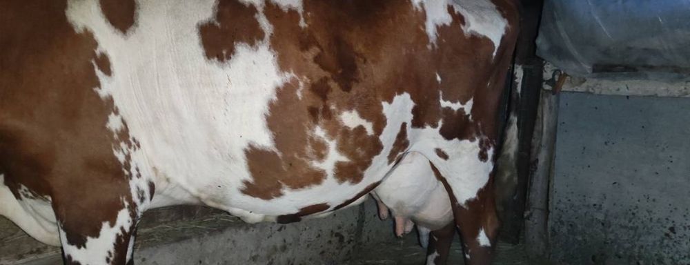 Продам с теленком корову сүтті сиыр