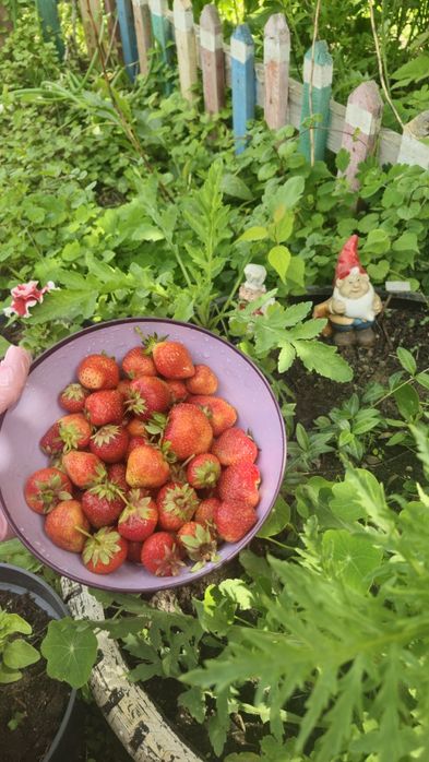 Продам клубнику дачную