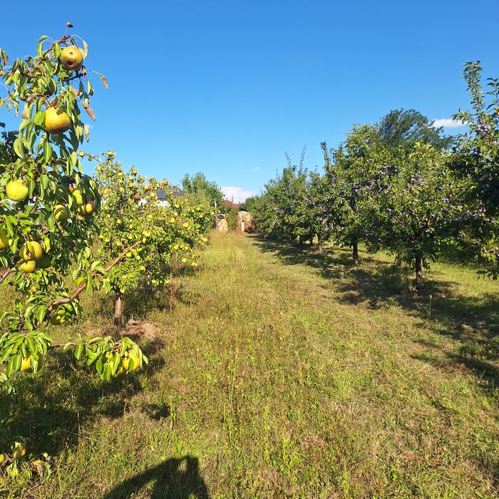 Prune de vanzare