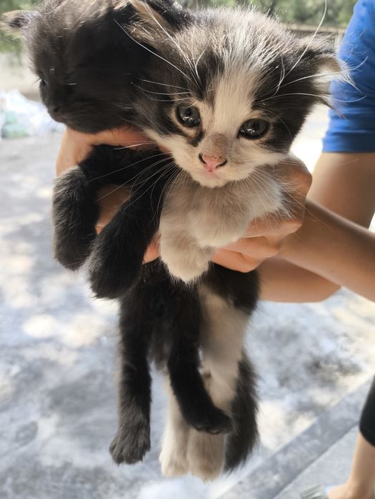 Отдам бесплатно котят