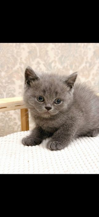 Britanskiy kotyata premium klass