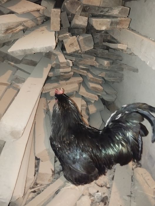 Продоётся 2 петуха