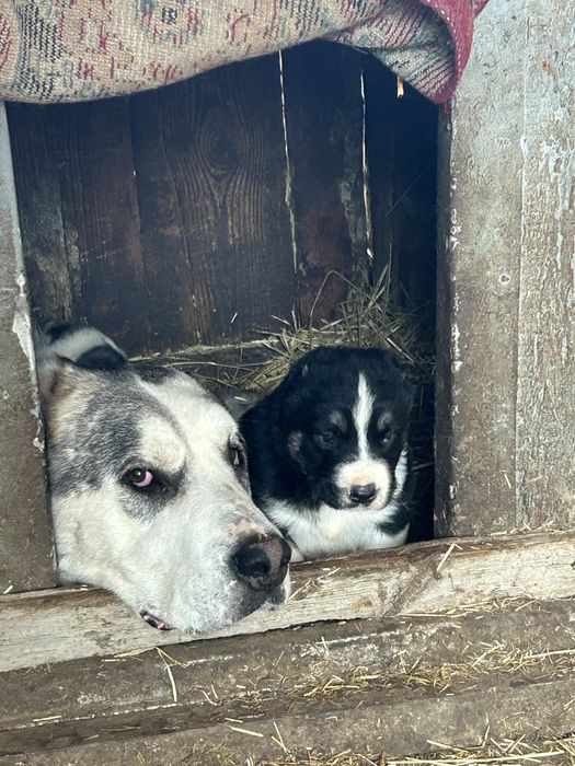 Продам щенков !Кушык сатылады!
