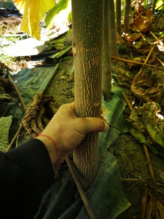 Пауловния Томентоса и Шан Тонг - двугодишни фиданки.