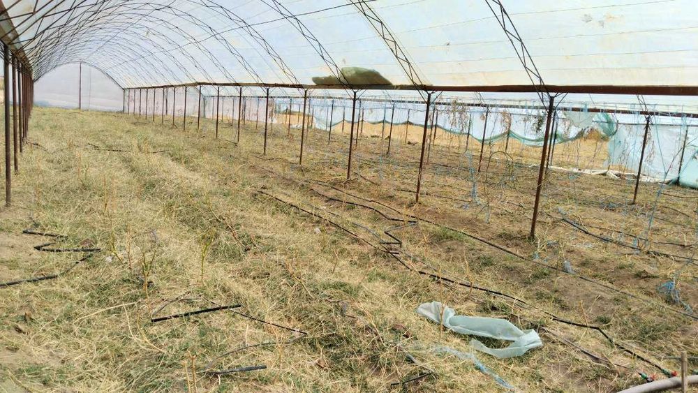 Issiqxona bino-inshoati