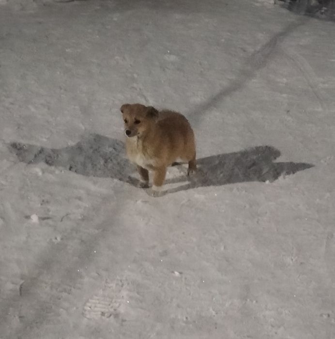 Отдам щенков девочек