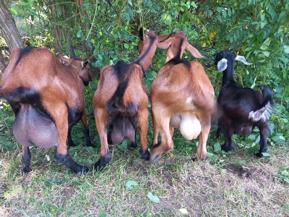 Capre Boer si Alpina franceza de vanzare