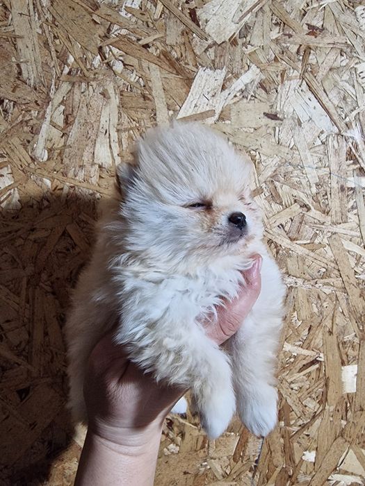 Продам щенков шпица