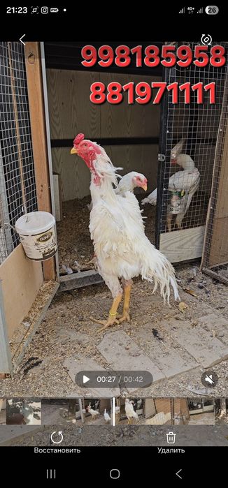 Nems o shamo privaznoy