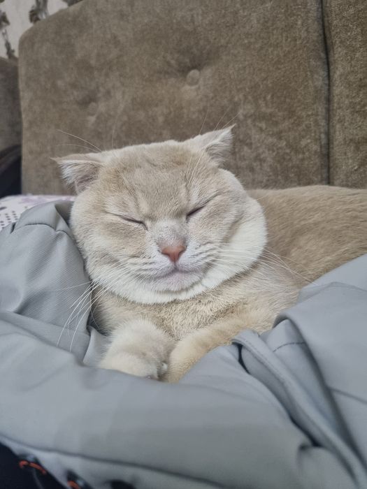 Вязка шотландский веслоухий