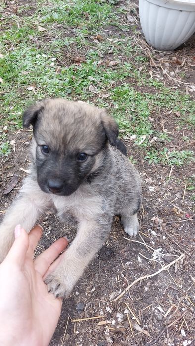 Отдам щенят  в добрые руки