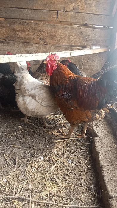 Продам куры несутся
